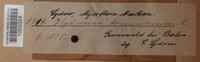 Phellodon tomentosus image